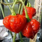 Scotch Bonnet Red Pepper Seeds (Strain 3) HP1911-20_Base