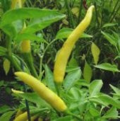Yellow Bedder Hot Peppers HP881-20
