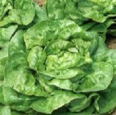 All Year Round Lettuce LC45-100
