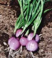 Purplette Onions ON24-100