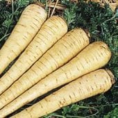 All American Parsnip Seeds PS1-100_Base
