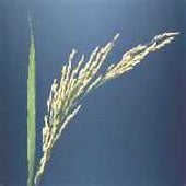 Long Grain Rice GN5-100_Base