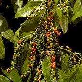 Peppercorn Seeds (Black Pepper) TR4-25_Base