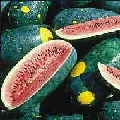 Moon & Stars Watermelons (Cherokee) WM14-20
