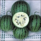 Cream of Saskatchewan Watermelons WM25-20