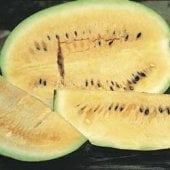 Desert King Watermelon Seeds WM8-20_Base