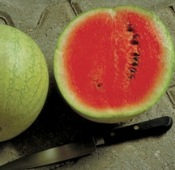 Mickylee Watermelons PVP WM23-20