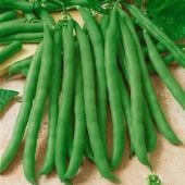 Commodore Improved Bush Beans BN7-50