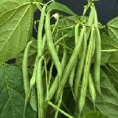 Derby Bush Beans BN24-50