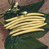 Gold Rush Bean Seeds BN111-50_Base
