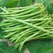 Landreth Stringless Green Bush Beans BN152-50