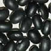 Midnight Black Turtle Soup Bush Beans BN60-50