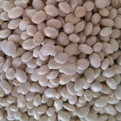 Navy Bean Seeds BN116-50_Base