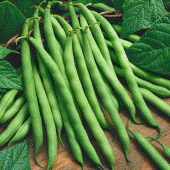 Provider Bush Beans BN9-50