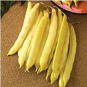 Romano Golden Bush Beans BN72-50