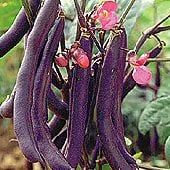 Royalty Purple Pod Bush Beans BN82-50