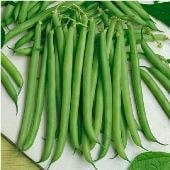 Slenderette Bean Seeds BN95-50_Base