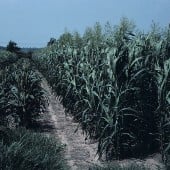 Rox Orange Sugar Cane Seeds SC1-100_Base