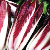 Red Treviso Chicory Seeds CE6-750_Base