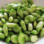 Aquadulce Fava Bean Seeds BN113-25_Base