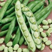 Broad Windsor Fava Beans BN19-25_Base