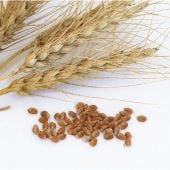 Grains, Grain Seeds, How to Grains