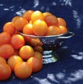 Amarillo Tomato TM643-10