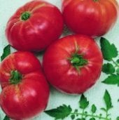 Andrew Rahart's Jumbo Red Tomato Seeds TM211-20_Base