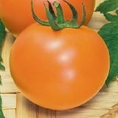 Apelsin Tomato TM794-20