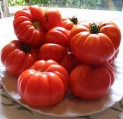 Aussie Tomato TM337-20