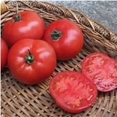 BHN 589 Tomato TM602-10