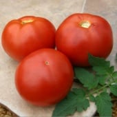 BHN 602 Tomato Seeds TM592-10_Base