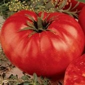 Beefsteak Determinate Tomato Seeds TM744-20_Base