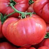 Big Raspberry Tomato TM605-10