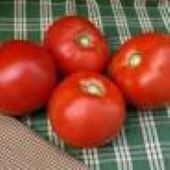 Biltmore Tomato TM513-10