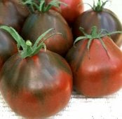 Black Pear Tomato TM329-20