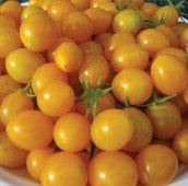 Blondkopfchen Tomato TM406-20