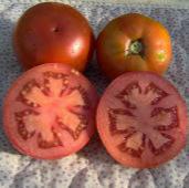 Bragger Tomato TM516-10
