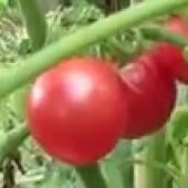 Brandysweet Plum Tomato TM860-10_Base