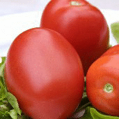 TYLCV - Tomato Yellow Leaf Curl Virus Resistant Tomatoes