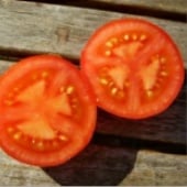 Bulgarian 7 Tomato TM601-10