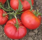 Bulgarian Triumph Tomato TM711-10
