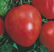 Tomato Russian Seeds BULL HEART ORANGE 