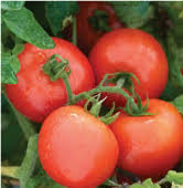 Burbank Red Slicing Tomato TM157-10