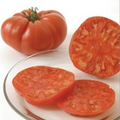 Brandywine Tomato (Quisenberry Strain) TM267-20_Base