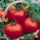 Determinate Tomato