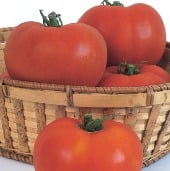 Celebrity Tomato Seeds TM32-10_Base