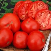 Chapman Tomato TM697-10