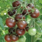 Chocolate Cherry Tomato Seeds TM400-20-Base