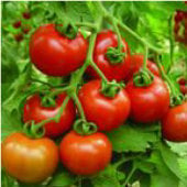 Goliath Cluster Tomato Seeds TM401-20_Base